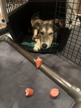 Shepherd Dogs Available for Adoption in Roseville, California - Ripp | PetCurious