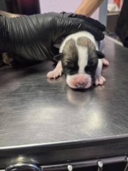 Rescue Mixed Breed Dogs for Adoption in El Paso, Texas - 59800054 | PetCurious