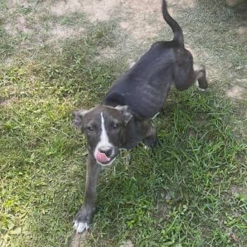 Ivy -  Terrier and Mixed Breed Dog Available for Adoption in Marshall, Texas - Ivy | PetCurious