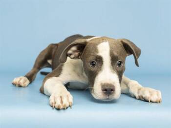 JOHN -  Pit Bull Terrier Dog for Adoption in Phoenix, Arizona - JOHN | PetCurious