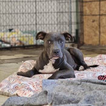 Tiber -  Pit Bull Terrier Dog for Adoption in East St. Louis, Illinois - Tiber | PetCurious
