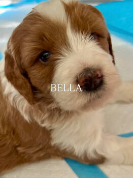 BELLA -  Bernedoodle Dog for Adoption in Grand Junction, Colorado - BELLA | PetCurious