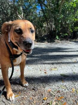 Hound Dogs Available for Adoption - Bruno | PetCurious