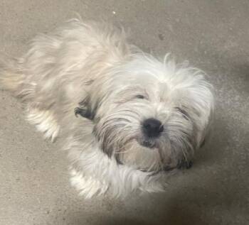 Lhasa Apso Dogs Available for Adoption - Molly | PetCurious