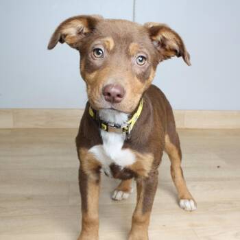Australian Shepherd and Terrier Dogs Available for Adoption in Minnetonka, Minnesota - Butterfinger D69271 | PetCurious