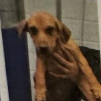 Brandy -  Hound and Mixed Breed Dog for Adoption in Fairfax, Virginia - Brandy | PetCurious