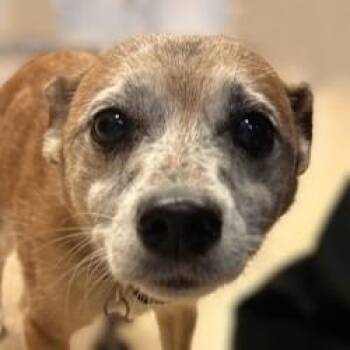 Freckles -  Chihuahua Dog for Adoption in Brenham, Texas - Freckles | PetCurious