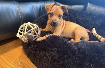 Mixed Breed Dogs Available for Adoption - Elora | PetCurious