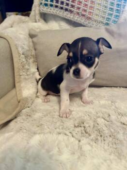 KIA -  Chihuahua Dog for Adoption in Fosters, Alabama - KIA | PetCurious