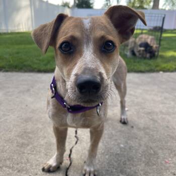 Ember -  Cattle Dog Dog for Adoption in Addison, Illinois - Ember | PetCurious