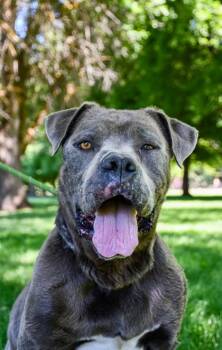 St. Nicholas -  Mastiff and Pit Bull Terrier Dog for Adoption in Yakima, Washington - St. Nicholas | PetCurious