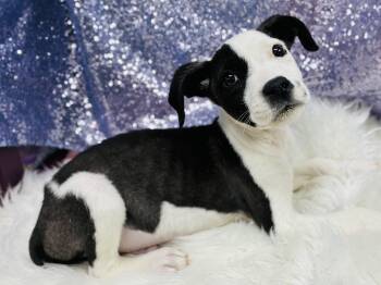 Sylvester -  Terrier Dog for Adoption in Cedarburg, Wisconsin - Sylvester | PetCurious
