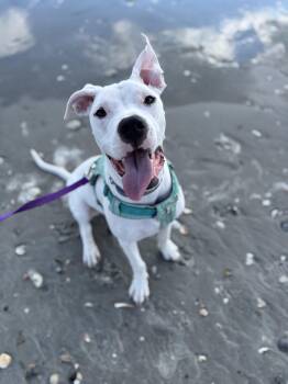 Pixie -  Pit Bull Terrier and Dogo Argentino Dog for Adoption in Sanford, North Carolina - Pixie | PetCurious