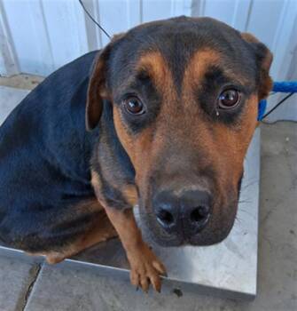 Rescue Rottweiler and Hound Dogs for Adoption in Thousand Oaks, California - Penny -- URGENT! | PetCurious