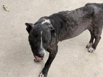 Solo -  Pit Bull Terrier Dog for Adoption in San Diego, California - Solo | PetCurious