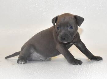 Silvermist -  Terrier Dog for Adoption in Springfield, Ohio - Silvermist | PetCurious