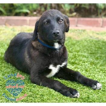 Mason COH -  Shepherd Dog for Adoption in Inglewood, California - Mason COH | PetCurious