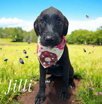 Rescue Labrador Retriever and German Wirehaired Pointer Dogs for Adoption in Horn Lake, Mississippi - Jilli - Stray J Litter Of 9 | PetCurious