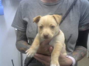 Chihuahua and Mixed Breed Dogs Available for Adoption - INTERNET | PetCurious