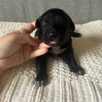 Riot -  Labrador Retriever and Mixed Breed Dog for Adoption - Riot | PetCurious