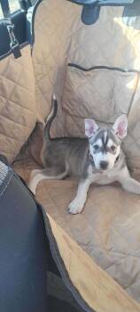 Rescue Husky and Terrier Dogs for Adoption in Holly Springs, North Carolina - Storm | PetCurious