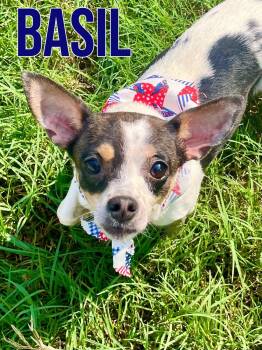 Basil in Texarkana TX -  Chihuahua and Rat Terrier Dog for Adoption in Texarkana, Texas - Basil In Texarkana TX | PetCurious