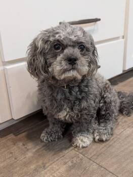 Conley -  Shih Tzu and Poodle Dog for Adoption in Baton Rouge, Louisiana - Conley | PetCurious
