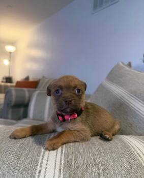 Toffee -  Terrier Dog for Adoption in Berlin, New Jersey - Toffee | PetCurious