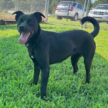 Jasmine "Jazzy" -  Mixed Breed Dog for Adoption in Smithville, Tennessee - Jasmine "Jazzy" | PetCurious