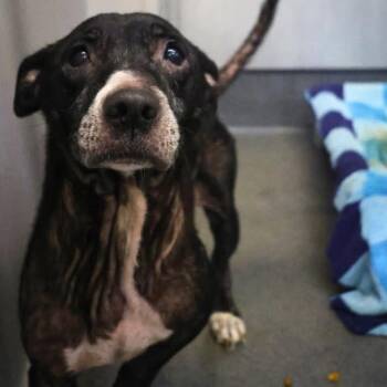 Rescue Cardigan Welsh Corgi and American Staffordshire Terrier Dogs for Adoption in Huntington, New York - Penny | PetCurious