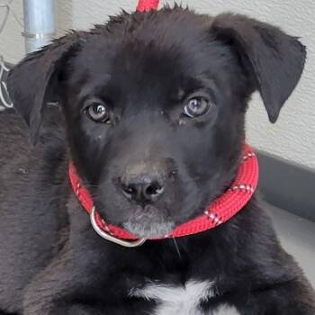 Rescue Mixed Breed Dogs for Adoption in Las Cruces, New Mexico - Abby | PetCurious