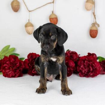 Rescue Mixed Breed Dogs for Adoption in Smyrna, Georgia - Thicket | PetCurious