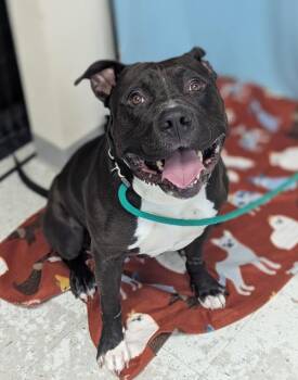 Zeus -  Pit Bull Terrier Dog Available for Adoption in Salt Lake City, Utah - Zeus | PetCurious