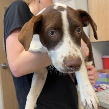 Buck -  Terrier and Mixed Breed Dog for Adoption in Marshall, Texas - Buck | PetCurious