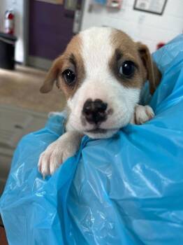 Amora -  Mixed Breed Dog for Adoption in Raleigh, North Carolina - Amora | PetCurious