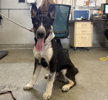 A884290 -  Australian Cattle Dog Blue Heeler and Mixed Breed Dog for Adoption in Camarillo, California - A884290 | PetCurious