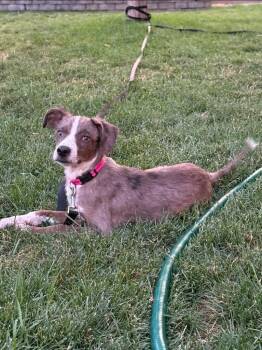 Oakley -  Terrier and Catahoula Leopard Dog Dog for Adoption in Millcreek, Utah - Oakley | PetCurious