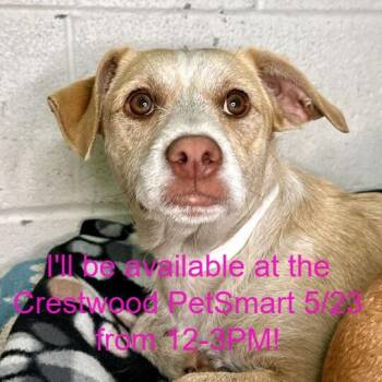 Mixed Breed Dogs Available for Adoption in Matteson, Illinois - Luna | PetCurious