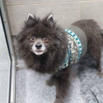 Fenrir -  Pomeranian and Mixed Breed Dog for Adoption in Atlanta, Georgia - Fenrir | PetCurious