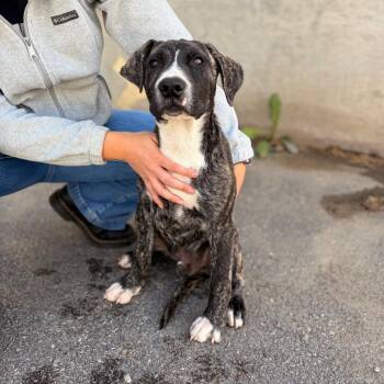 Mojo Jojo -  Mixed Breed Dog for Adoption in Spokane, Washington - Mojo Jojo | PetCurious
