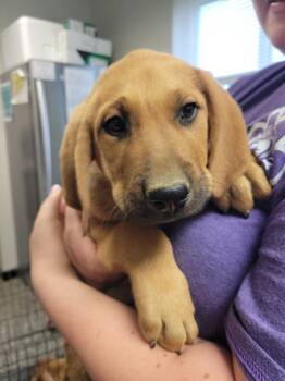 Mixed Breed Dogs Available for Adoption in Columbia, Tennessee - Chad | PetCurious