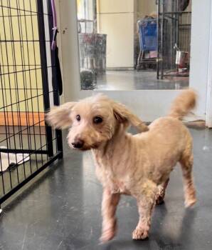 Sandy -  Poodle and Maltese Dog for Adoption in St. Augustine, Florida - Sandy | PetCurious