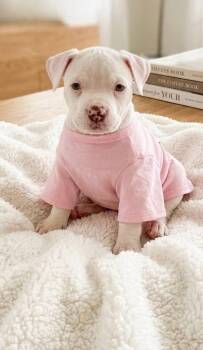 Pit Bull Terrier Dogs Available for Adoption in Rockwall, Texas - Frannie | PetCurious