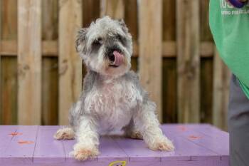 Van -  Schnauzer Dog for Adoption in Sebastian, Florida - Van | PetCurious