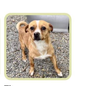 Titus -  Terrier and Mixed Breed Dog for Adoption in Eureka, California - Titus | PetCurious