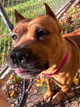 Juno -  Mastiff and Mixed Breed Dog for Adoption in Fall River, Massachusetts - Juno | PetCurious