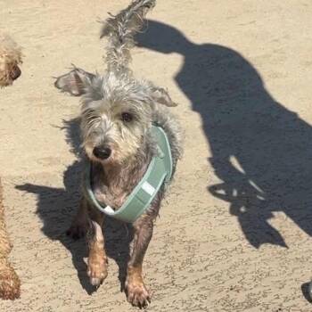 Garth -  Havanese and Mixed Breed Dog for Adoption in Tacoma, Washington - Garth | PetCurious
