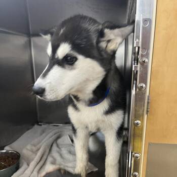 Mr. Tweedy -  Mixed Breed Dog for Adoption in Chattanooga, Tennessee - Mr. Tweedy | PetCurious