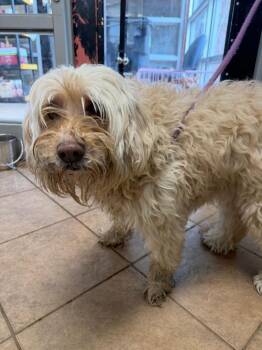 Poodle Dogs Available for Adoption in Marion, Ohio - George (possibly Deaf) | PetCurious