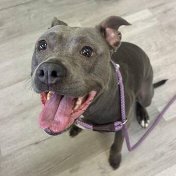 Pit Bull Terrier Dogs Available for Adoption in Emporia, Kansas - Storm | PetCurious